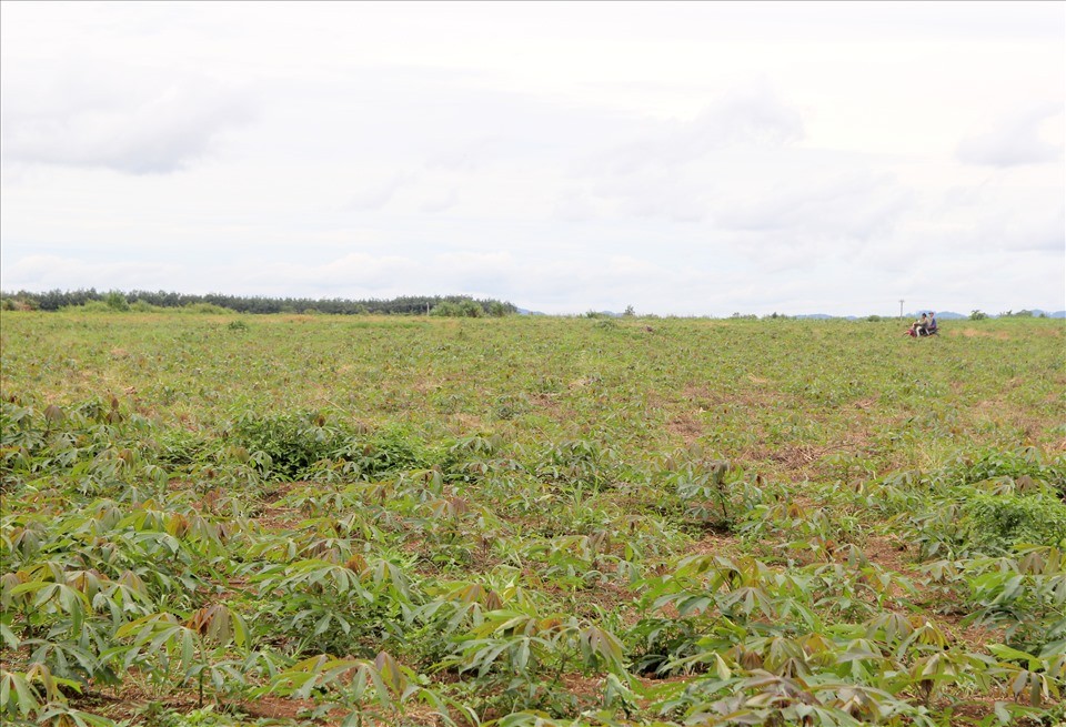 du-an-nuoi-bo-khong-tao-duoc-cong-an-viec-lam-cho-nguoi-dan-dia-phuong-gay-mat-an-ninh-trat-tu-co-so-1658221505.JPG