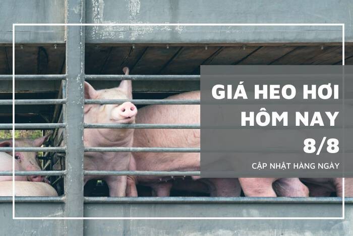 gia-heo-hoi-panel-1659922962.jpeg