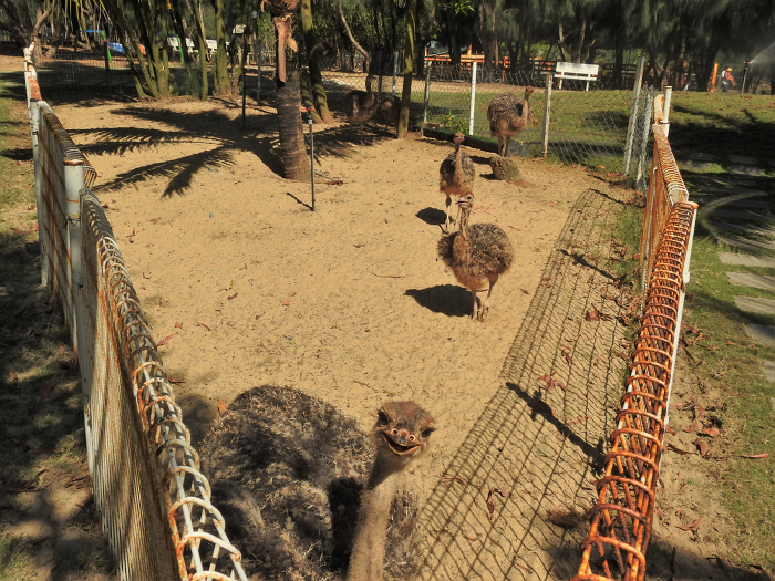 vuon-thu-flc-zoo-safari-park-quy-nhon-1667269071.png