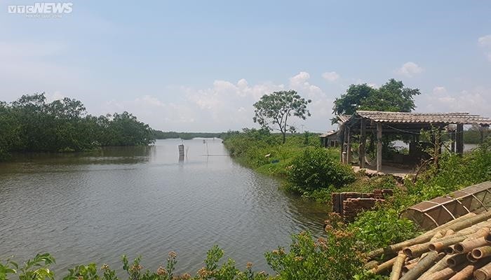 cong-ty-viet-my-tu-y-cho-2-ho-thue-lai-dat-de-nuoi-trong-thuy-san-voi-dien-tich-100-ha-khong-tai-tao-du-dien-tich-trong-cay-chan-song-ngoai-de-1671765999.jpg