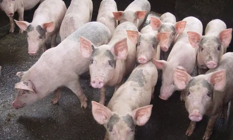 Giá heo hơi ngày 2/7: Cả 2 miền Bắc - Trung đồng loạt tăng