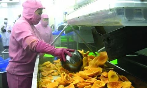 Rau quả 'đánh rơi' hàng tỷ USD vì khoảng trống chế biến