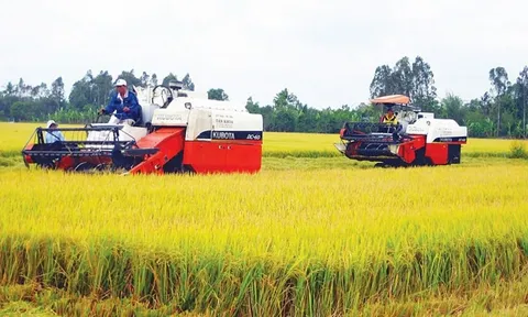 Thị trường gạo thế giới đang chịu sức ép từ chi phí vận chuyển