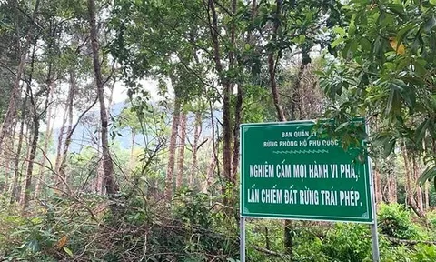 Rừng vẫn… “chảy máu” - Gian nan giữ rừng Phú Quốc