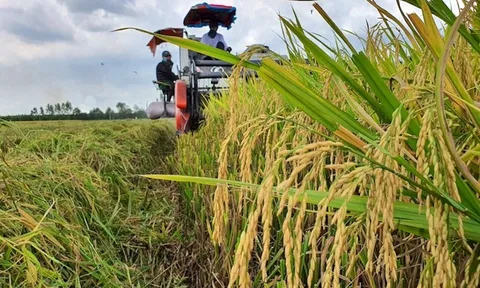 Một triệu héc ta lúa chất lượng cao (kỳ II): Giải pháp "6 thông minh"
