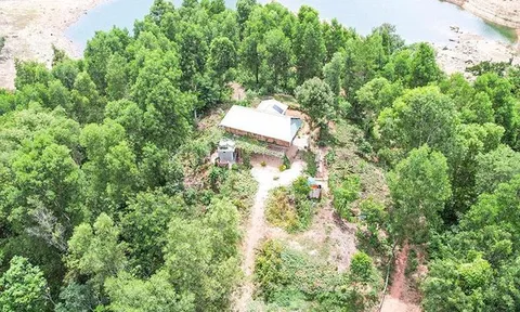 Làm rõ việc gia đình nguyên bí thư huyện thâu tóm 115 ha đất rừng