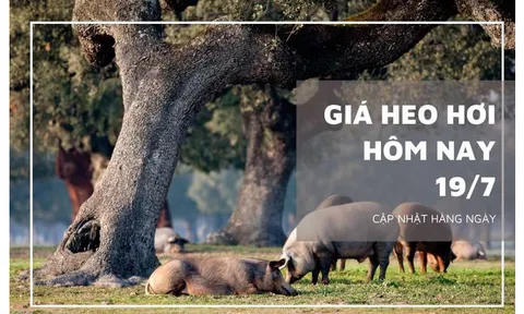 Giá heo hơi hôm nay 19/7: Tiếp đà leo dốc 1.000 - 7.000 đồng/kg ở cả ba miền