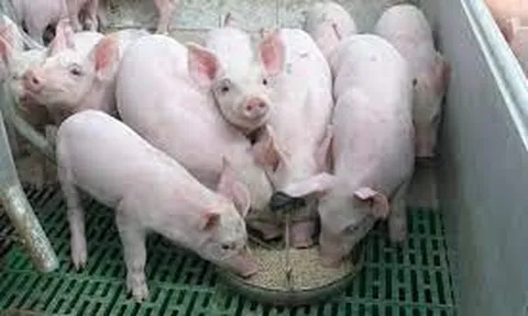 Dự báo giá heo hơi ngày 21/7: Giá thu mua sẽ tiếp tục tăng mạnh?