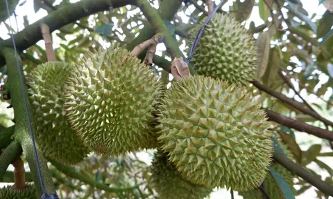 Lại chặt mít, thanh long đổ xô trồng sầu riêng