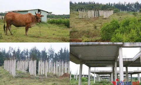 Loạt dự án khởi công rồi nằm 'bất động', Quảng Trị lên phương án xử lý