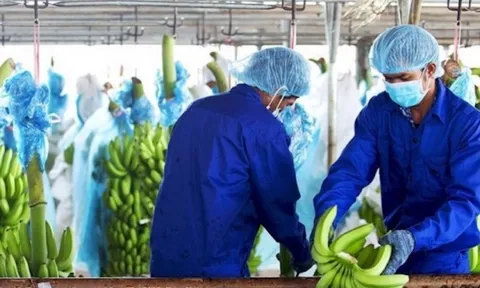 Hoàng Anh Gia Lai: Kiểm toán nghi ngờ đáng kể về khả năng hoạt động liên tục