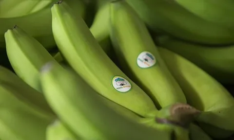 Kiểm toán nghi ngờ khả năng hoạt động liên tục của Hoàng Anh Gia Lai