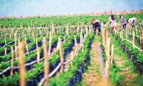 HAG tiếp tục bảo lãnh khoản nợ của công ty con Hưng Thắng Lợi