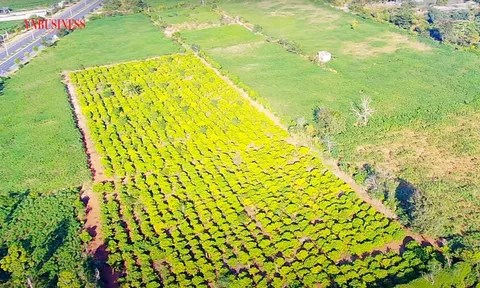 Rủi ro chực chờ khi 'ăn theo' dự án đầu tư công