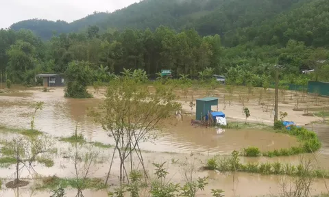 Quảng Ninh: Triển khai dự án trồng mơ khi chưa đủ thủ tục?