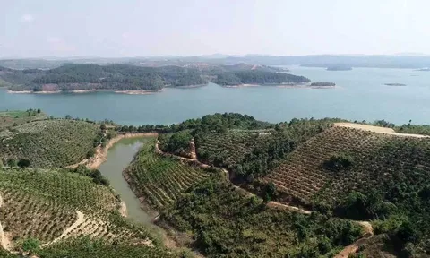 Lâm Đồng: Đề nghị Công ty Sài Gòn - Đại Ninh xử lý đất lâm nghiệp bị lấn chiếm