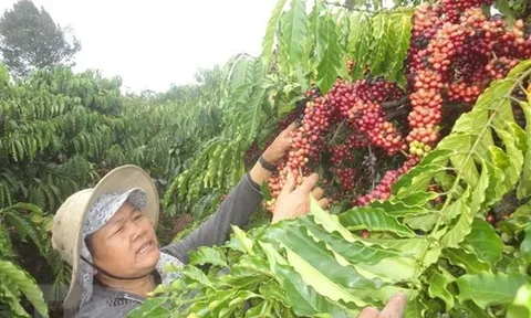 Brazil-Việt Nam trao đổi thông tin để tìm ra lĩnh vực hợp tác mới