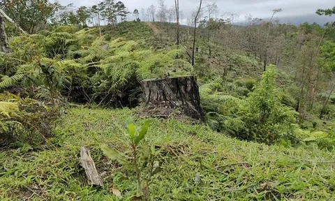 Kon Tum: Chuyện gì đang diễn ra ở dự án của Công ty Đăng Vinh?