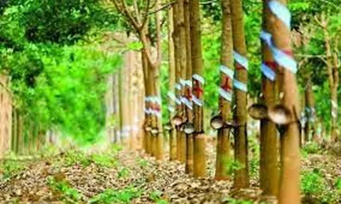 Cổ phiếu cao su ngày càng “chìm sâu”