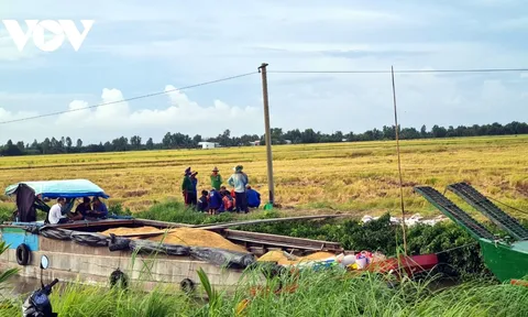 Liên kết bao tiêu, 1 công ty “ôm” gần 3 tỷ đồng tiền lúa của nông dân