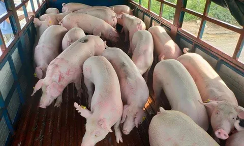 Giá heo hơi hôm nay 21/11: Duy trì trong khoảng từ 51.000 đồng/kg đến 55.000 đồng/kg