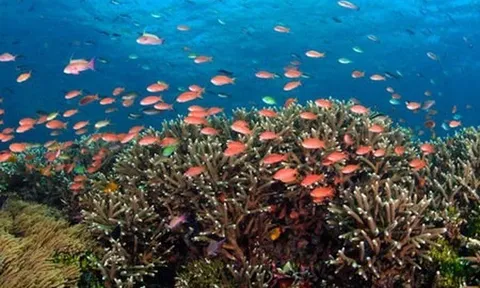 Việt Nam chính thức trở thành thành viên của Liên minh Đại dương Toàn cầu