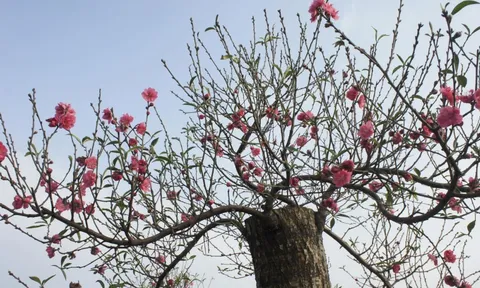 Làng hoa đào, quất cảnh Hà Nội chuẩn bị vào xuân