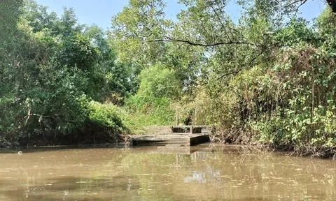 Sân chim Đầm Dơi thành vuông nuôi tôm