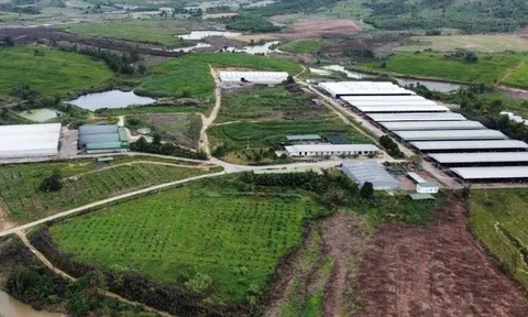 Teo tóp 'đại dự án' chăn nuôi ở Đắk Lắk