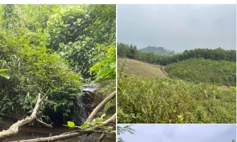 Rầm rộ rao bán đất rừng sản xuất, mỗi m2 giá bằng gói bim bim