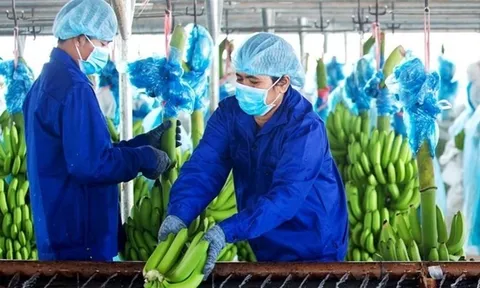 Cổ phiếu của HAGL Agrico đang trên bờ vực thẳm?