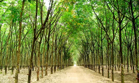 Trồng 10.000ha cao su tại Lào, TP.HCM có nguy cơ mất vốn trăm tỷ đồng