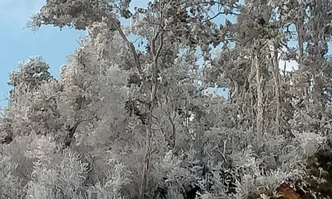 Nhiều nơi ở Nghệ An xuất hiện băng giá, cây cối, vật dụng đều bị đóng băng