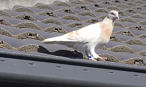 Chim bồ câu tên Joe Biden có thể thoát án tử tại Australia