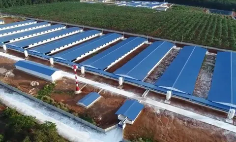 Chăn nuôi BaF Việt Nam: Muốn lên sàn niêm yết, đột ngột báo lãi gấp 10 lần cùng kỳ