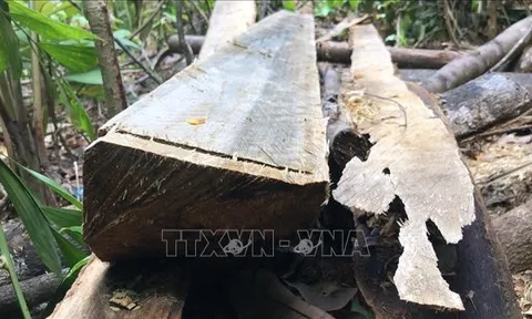 Vụ phá rừng Minh Long (Quảng Ngãi): Lời giải thích có hợp lý?