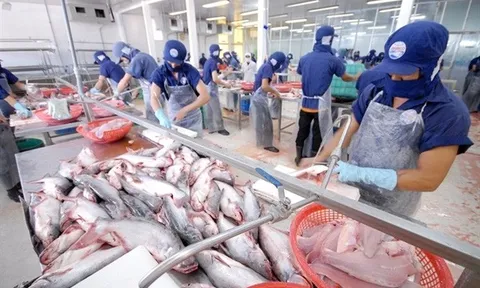 Xuất khẩu cá tra sang Mỹ tăng gấp đôi