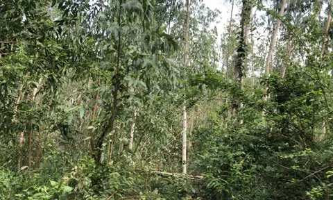 Quảng Ngãi: Đất rừng Giông Tranh bị chiếm dụng trái phép? (Bài 2)