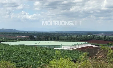 Gia Lai: Cận cảnh trang trại nuôi heo “khủng” xây dựng trái phép