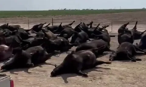 Hàng nghìn con bò chết la liệt tại Mỹ do nắng nóng