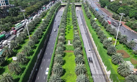 Loài cây từ Ấn Độ dài hàng chục mét, tạo nên "bức tường xanh" hiếm có ở Hà Nội