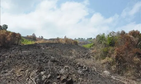 Đắk Lắk: Ngang nhiên 'cạo trọc' hơn 74 ha rừng để lấy đất sản xuất