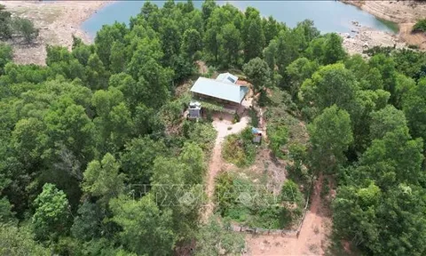 Bình Định: Vợ Chánh án huyện Vĩnh Thạnh liên quan tới vụ lấn chiếm đất rừng phòng hộ