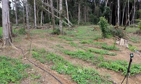 'Bánh vẽ' với thương hiệu Quốc bảo sâm Ngọc Linh