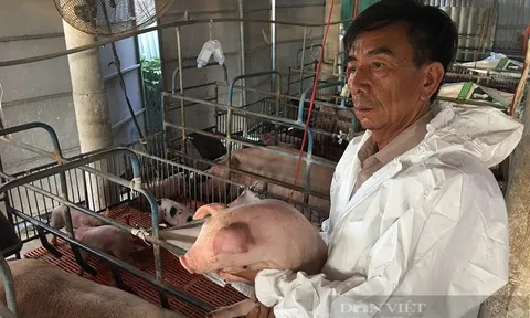 Giá lợn hơi miền Bắc hôm nay: Nhiều phen thua lỗ, nông dân không mong giá lợn tăng quá cao