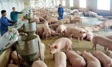 Giá heo hơi hôm nay 5/8: "Đi ngang" tại nhiều tỉnh thành