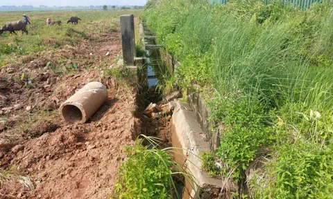 Mở rộng khu công nghiệp khiến nhiều diện tích lúa của dân thiếu nước