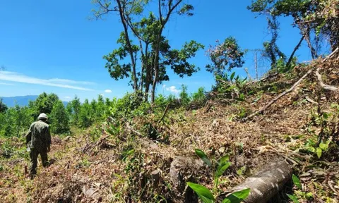 TT-Huế: Đề nghị xử lý doanh nghiệp lâm nghiệp để xảy ra nhiều vụ lấn chiếm đất