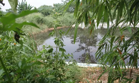 Thái Nguyên: Trang trại lợn xả thải gây ô nhiễm, nhiều lần xử lý vẫn tiếp diễn