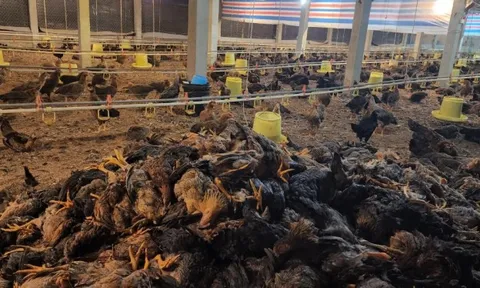 Phú Thọ: Chủ trang trại mất trắng 15.000 con gà, thiệt hại 2,5 tỷ đồng vì sự cố điện